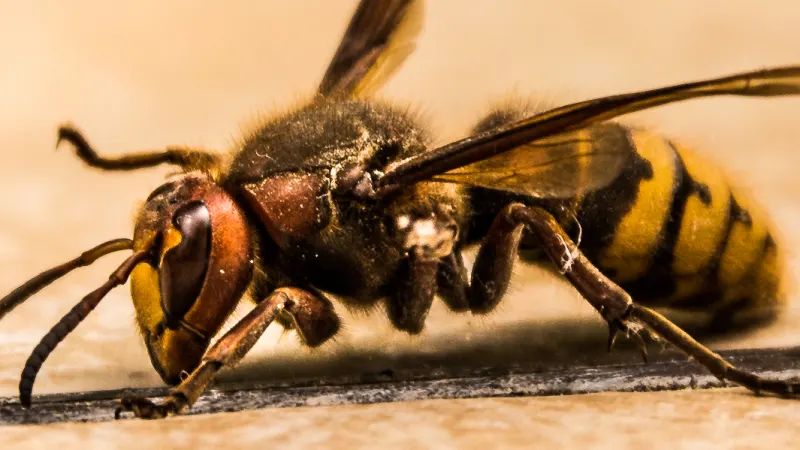 Frelon européen (Vespa crabro)