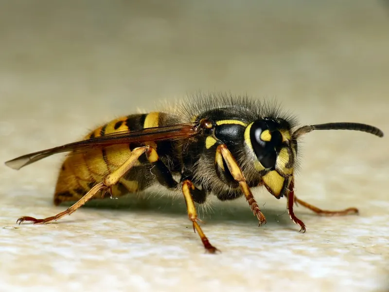 Guêpe commune (Vespula vulgaris, V. germanica)