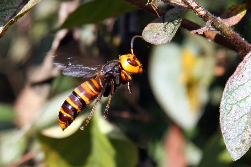 Frelon géant asiatique (Vespa mandarinia)