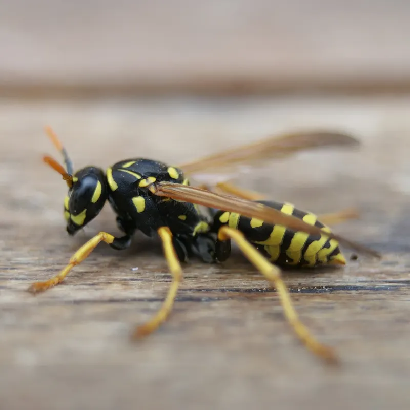 Poliste (Polistes dominula)