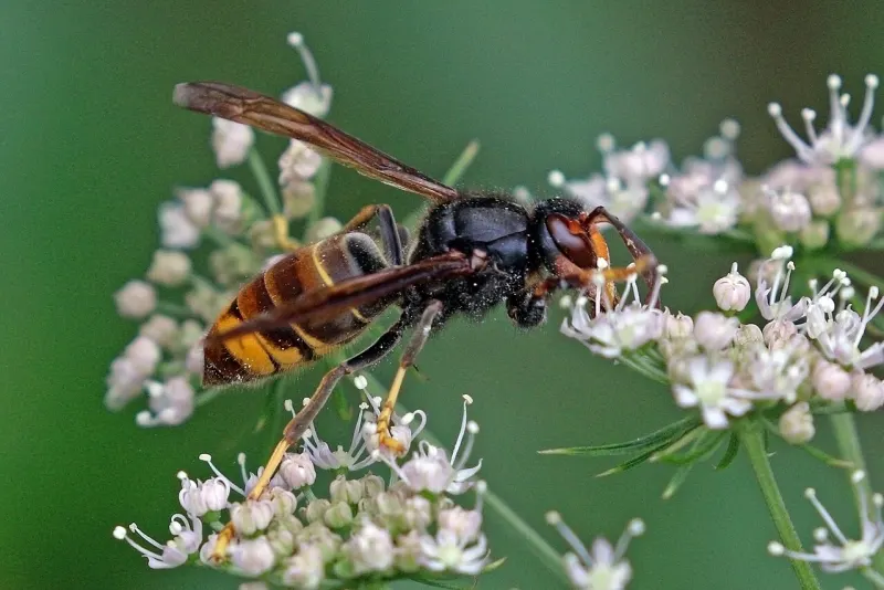 Photo d’insecte à identifier, question 1