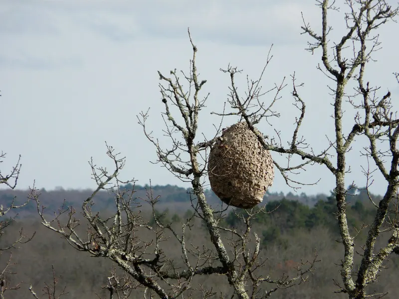 Photo de nid à identifier, question 3