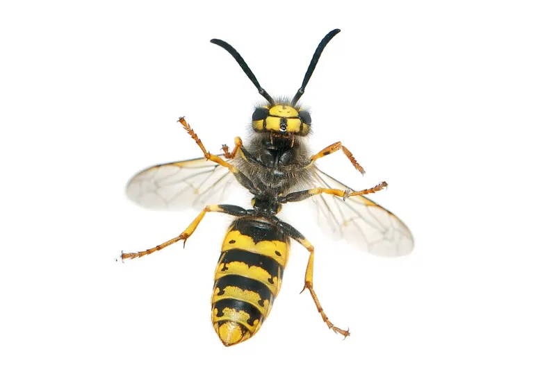 Photo d’insecte à identifier, question 4