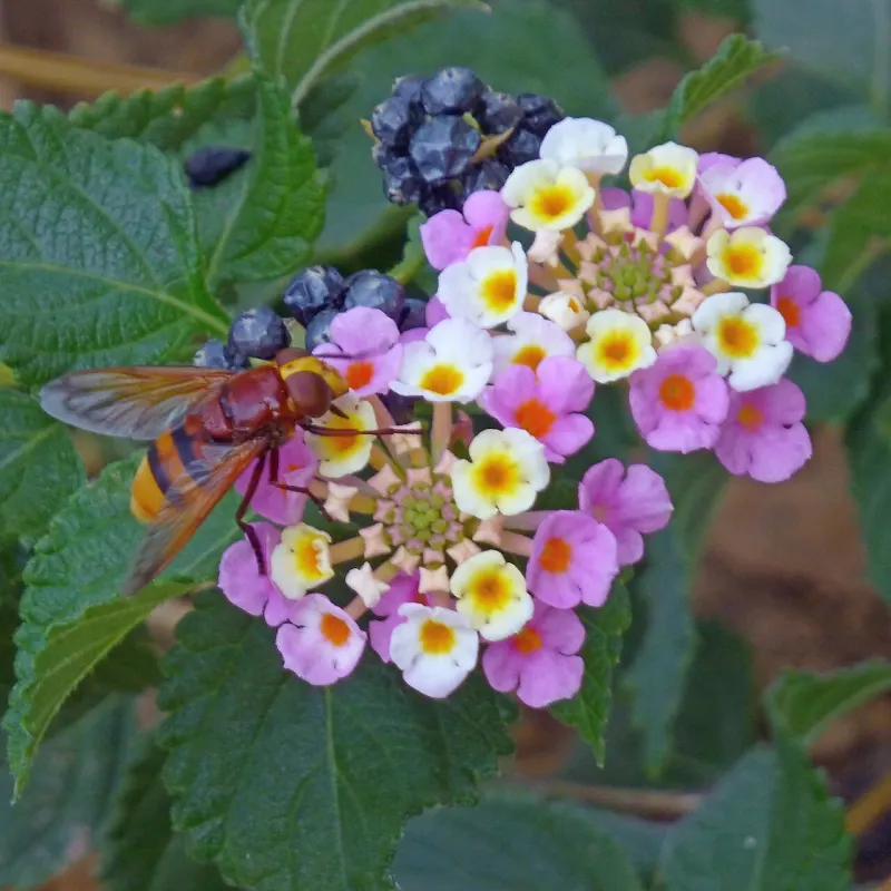 Photo d’insecte à identifier, question 6