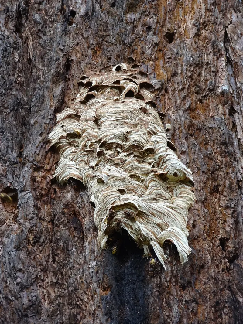 Photo de nid à identifier, question 7