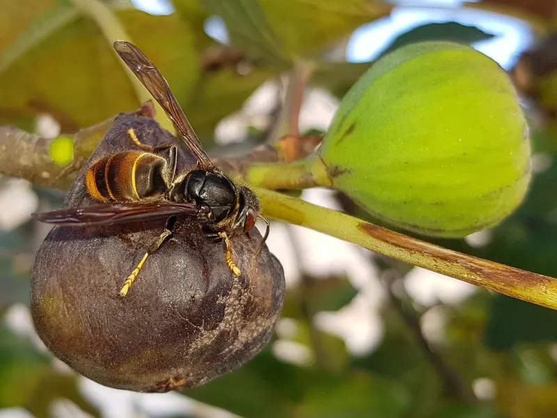 Photo d’insecte à identifier, question 8