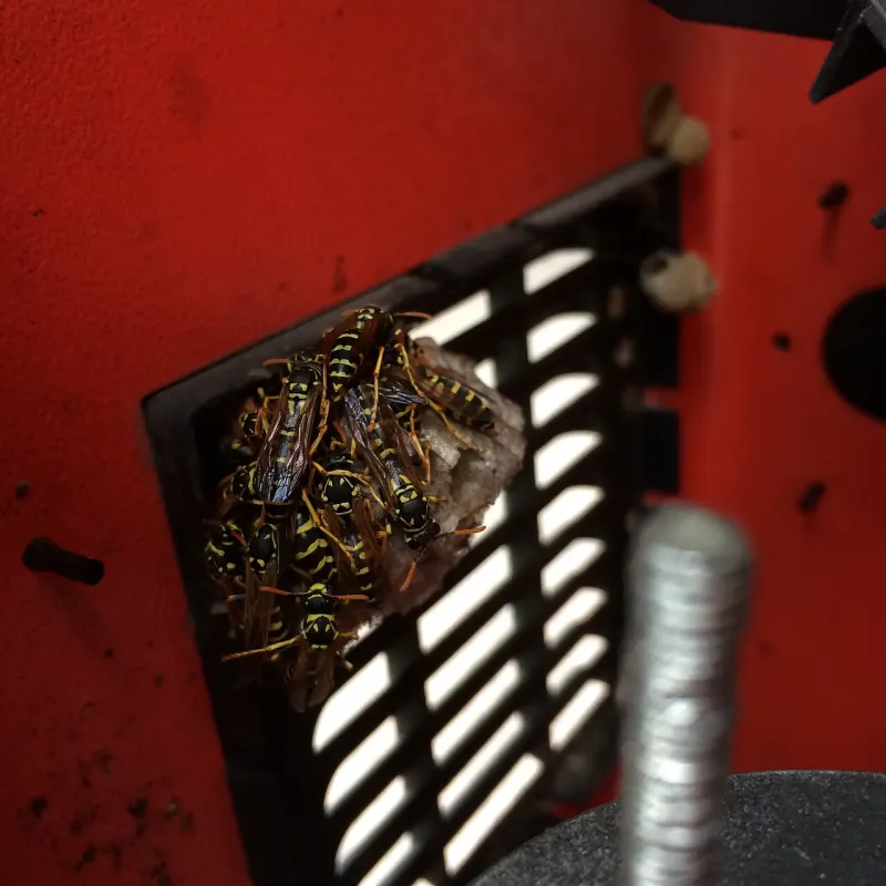 Photo de nid à identifier, question 9