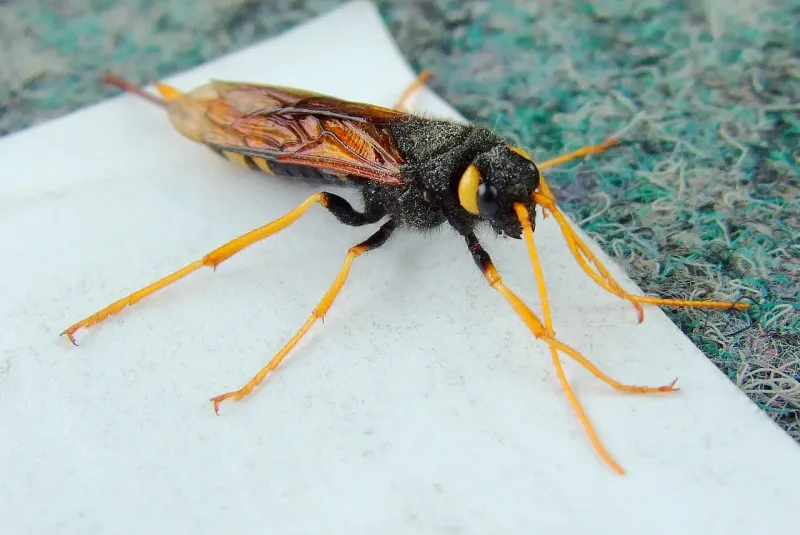 Photo d’insecte à identifier, question 12