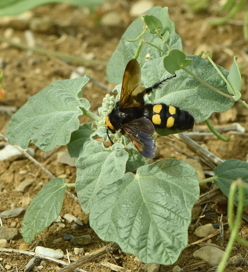 Scolie des jardins (Megascolia maculata)