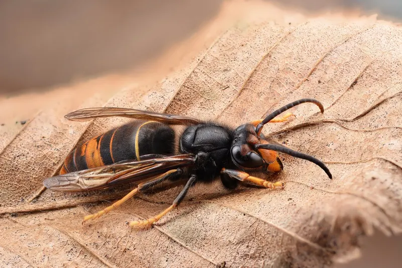 Frelon asiatique posé sur une feuille morte, vu de profil : thorax noir, anneau orange, pattes jaunes au bout