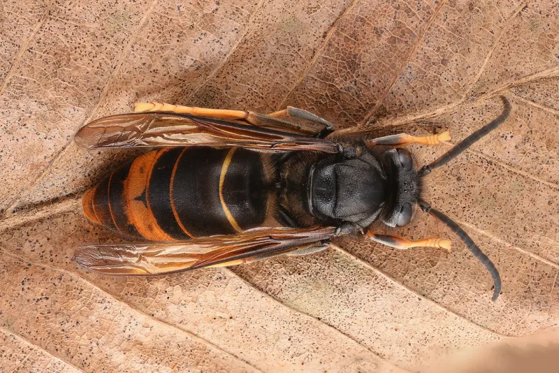 Frelon asiatique vu de dessus : abdomen noir avec un large anneau orange vers le bout