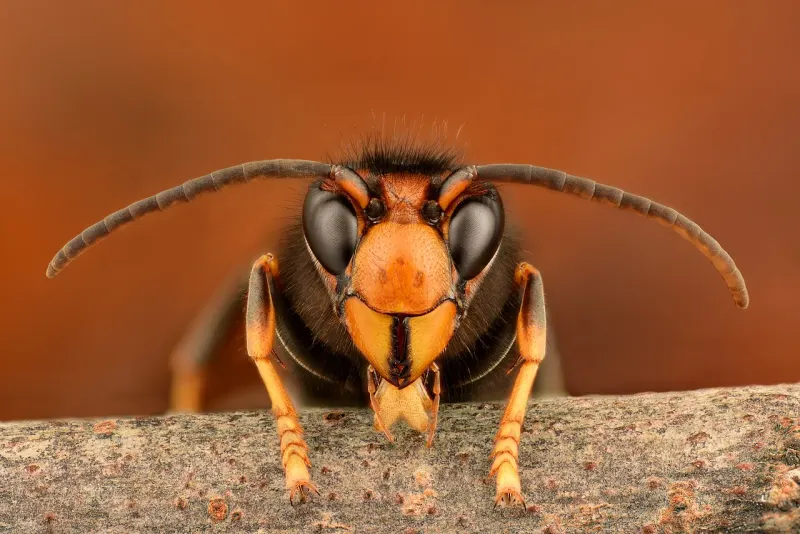 Tête de frelon asiatique de face : face orange, yeux et front noirs