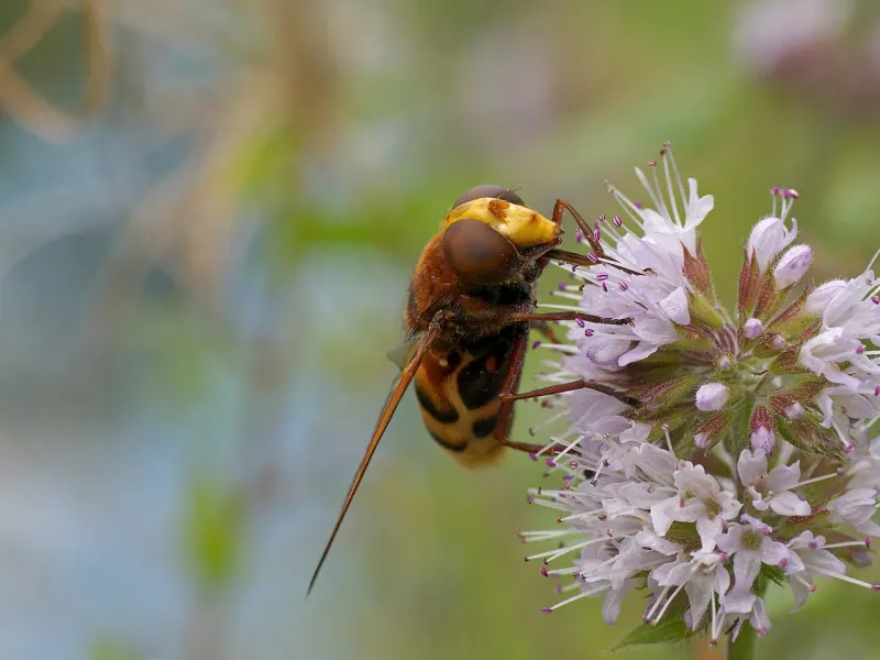 Volucelle zonée (Volucella zonaria)